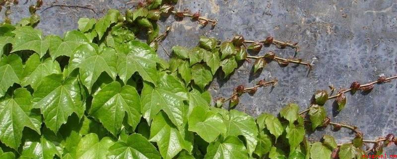 爬山虎的脚长什么样(爬山虎的脚在茎上长叶柄的地区,背面外伸枝状的六、七根细丝,每)