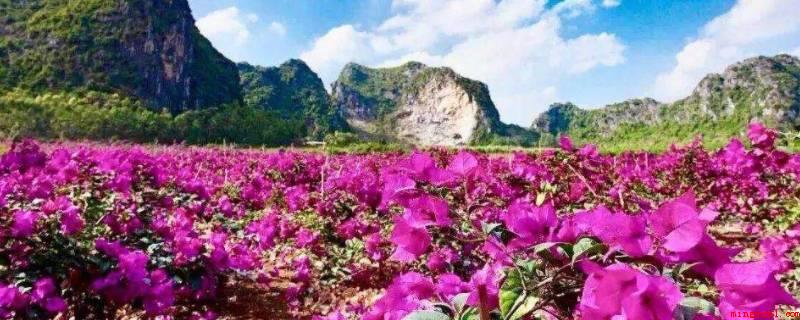 百万花海在什么地方(郴州市上百万花海占地近2000亩)