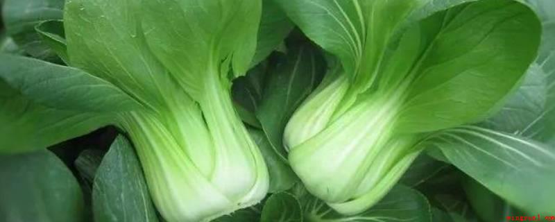 上海青是什么(上海青是一种白菜,叶少茎多,菜茎白色像葫芦瓢,因而)
