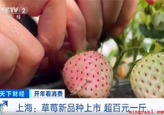 菠萝味草莓一斤150元 草莓都有哪些口味 菠萝味草莓一斤150元