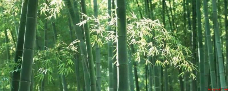 竹子有什么用处(竹子的种类有哪些?)