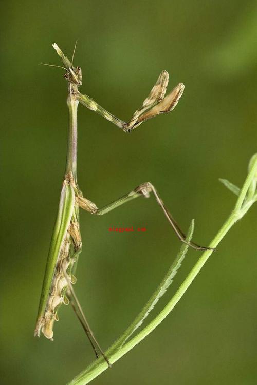 昆虫记每章节的主要内容是什么?(昆虫记第一章节目录蝉和蚂蚁的寓意故事)