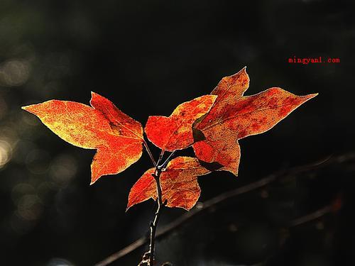 卅是什么意思(数据三十的中文代用字,新中国成立前,在纪年和计数层面是应用频)