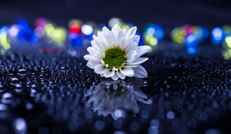 孤芳自赏意思是什么意思(简略回应与世无争指的是别人很自命清高)