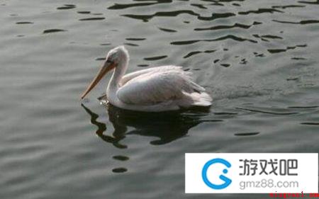 划水意思、出处、含义是什么意思(划水是什么意思 网络上非常见的划水)