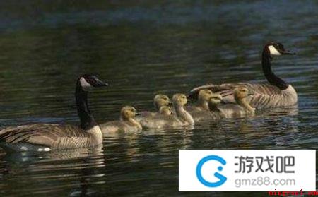 划水意思、出处、含义是什么意思(划水是什么意思 网络上非常见的划水)