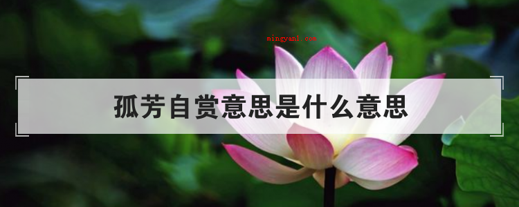 孤芳自赏意思是什么意思(简略回应与世无争指的是别人很自命清高)