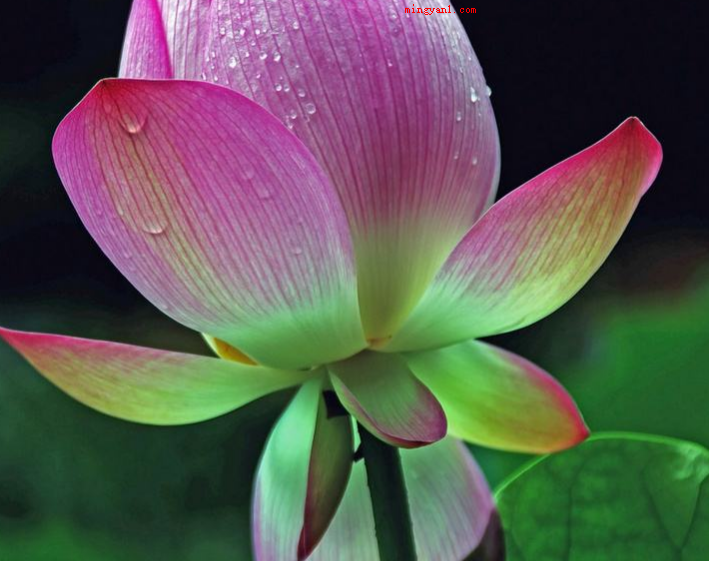 孤芳自赏意思是什么意思(简略回应与世无争指的是别人很自命清高)