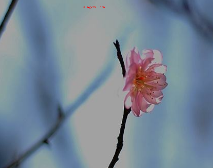 孤芳自赏意思是什么意思(简略回应与世无争指的是别人很自命清高)