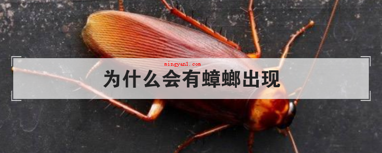 为什么会有蟑螂出现(简略回应蟑螂发生的缘故)