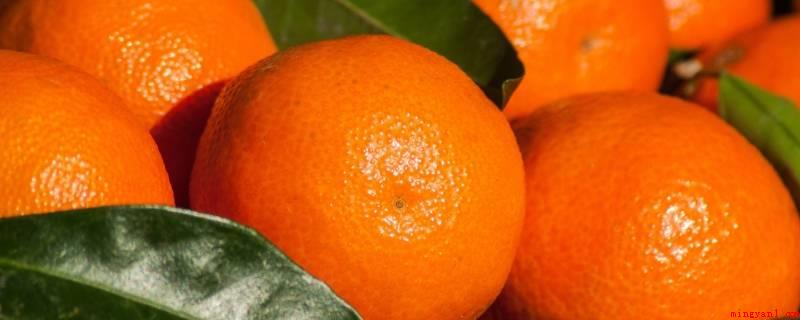 送橘子的寓意是什么意思（芸香科柑橘亚科遍布在北纬度16）