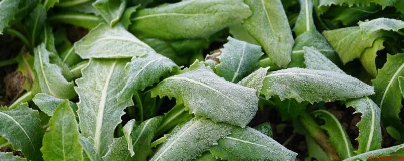 霜打菜是什么意思(霜打菜意思是冬霜结在青菜叶上,造成蔬菜里的木薯淀粉转化率为糖)