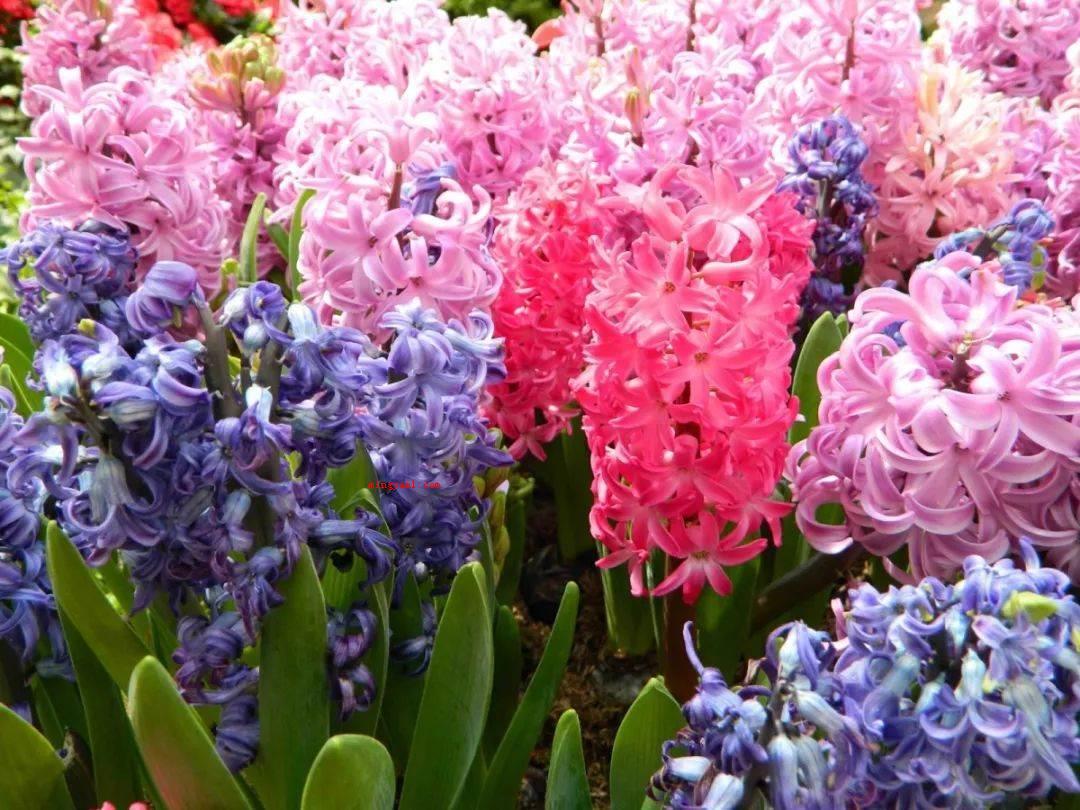 风信子花语是什么?(风信子的花语:愉悦、生命、幸福快乐、浓情、恬静的爱、始终的怀)