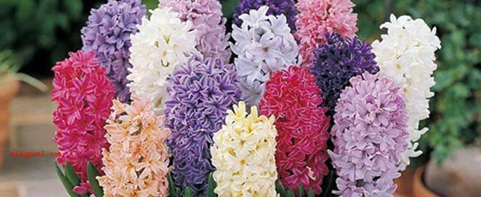 风信子花语是什么?(风信子的花语:愉悦、生命、幸福快乐、浓情、恬静的爱、始终的怀)