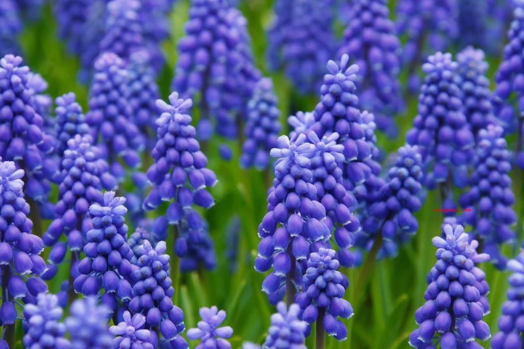 风信子花语是什么?(风信子的花语:愉悦、生命、幸福快乐、浓情、恬静的爱、始终的怀)