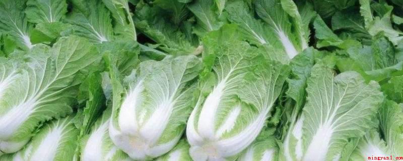 冬天白菜在地里怎么防冻(冬季在田里的白菜防寒可以用塑料薄膜覆盖或用草覆盖)