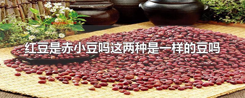 红豆是赤小豆吗这两种是一样的豆吗(红豆是赤小豆吗这二种是一样的豆吗)
