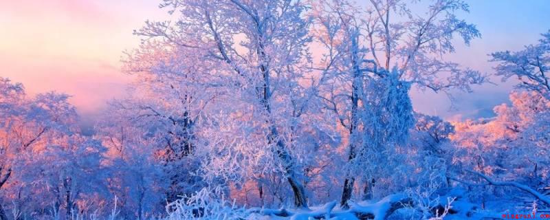 雪挂在树上叫什么(雪挂在树上叫雾凇,别名树挂,是超低温时,空气中水蒸气立即凝华)