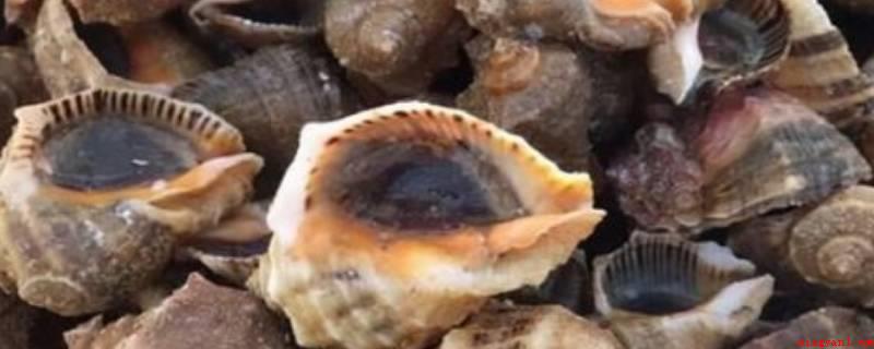 海螺蒸多久(贝壳类关键分成五考试大纲,全球有7万多种,海生的类型可统称为)