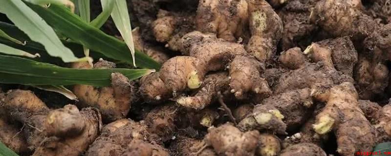 种植过的姜母可以食用吗(栽种过的姜母可以服用。)