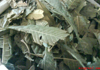 枇杷叶是用老叶还是嫩叶煮水 枇杷叶食用不当会怎样 枇杷叶是用老叶还是嫩叶煮水(枇杷叶食用不合理会如何)