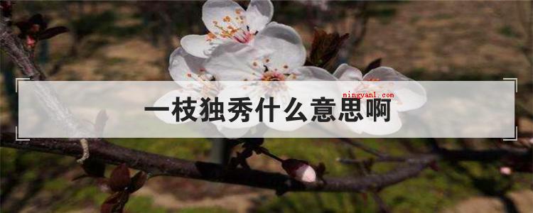一枝独秀什么意思啊(一枝独秀这一成语到底指的是花或是描述别人很出色?)