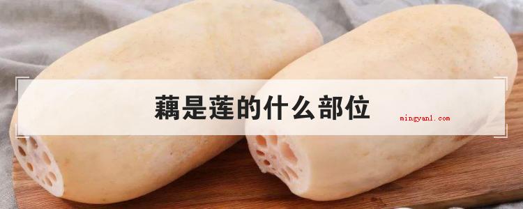 藕是莲的什么部位(简略回应藕是莲的地下茎,也就是茎;藕,属莲科植物)
