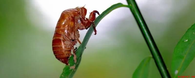 爬叉是什么(金蝉是生物界节肢动物门、昆虫纲、同翅目、蝉科昆虫的意味着种)