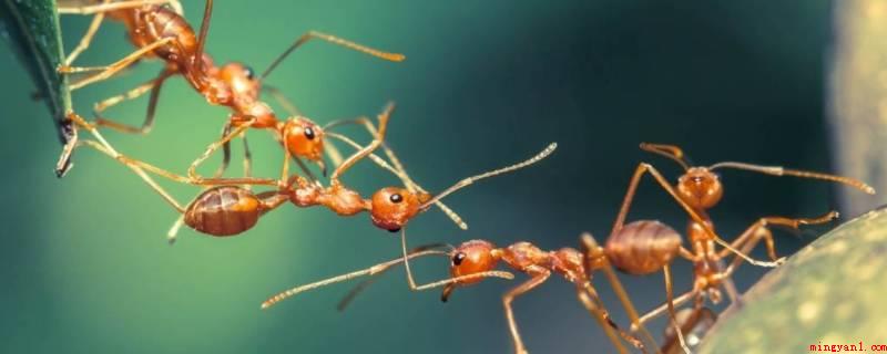 家里有小黄蚂蚁是什么原因造成的（家里有小孩,进食时,四处掉的食物残留,尤其是甜品,非常容易引）