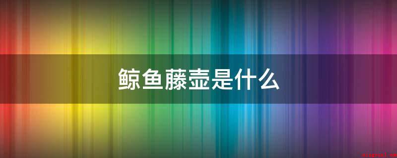 鲸鱼藤壶是什么(海豚藤壶是附在鲸鱼的身上的藤壶)