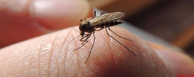 为什么12月还有蚊子(12月蚊子缘故是蚊子寻找一个温度温暖的地区)