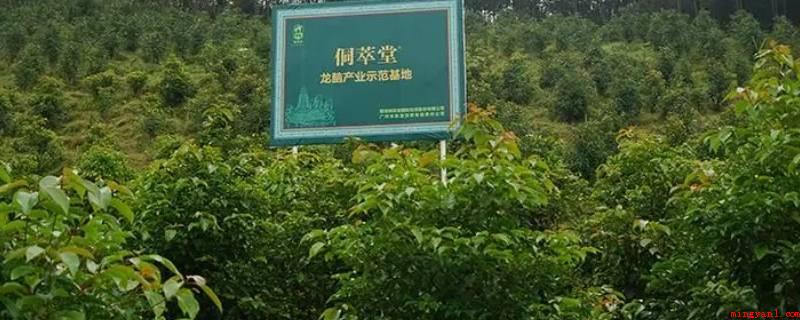 龙脑是什么东西(中国第一株富含龙脑的野生植物樟科绿色植物)