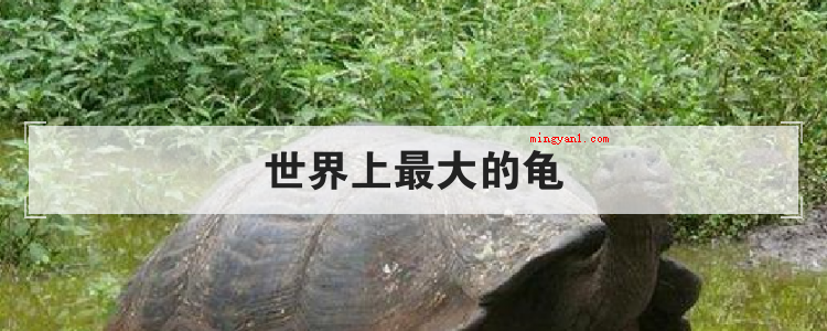 世界上最大的龟(世界上最大的乌龟是加拉帕戈斯象龟,最高记录为6米,重约800)