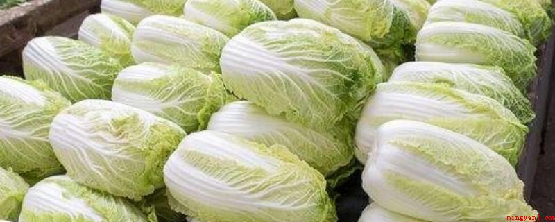 大白菜能放多久(大白菜可以存储10到15天上下吗)
