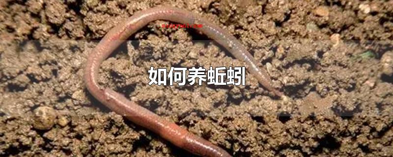 如何养蚯蚓(蚯蚓营养丰富,繁育快速,肉食性杂,被称作)