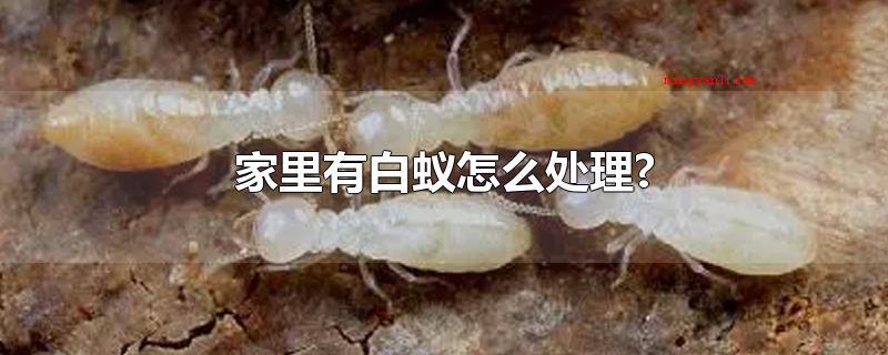 家里有白蚁怎么处理?(煮一壶沸水,待水沸腾后往白蚁巢穴处灌溉,可以烫杀白蚁)