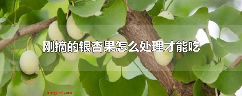 刚摘的银杏果怎么处理才能吃(银杏果泡在水中大概一个星期的时间)
