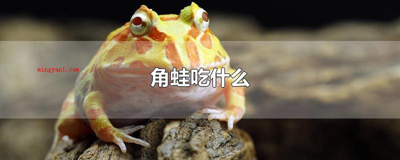 角蛙吃什么(角蛙是最广泛的宠物蛙,角蛙的亚种最少有六种之多)