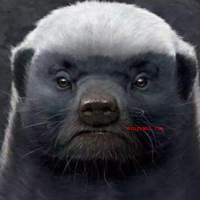 人称平头哥的动物是什么?(蜜獾人称平头哥的是蜜獾)