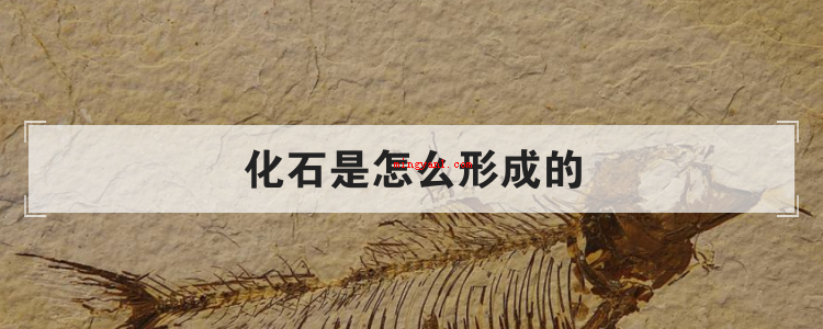 化石是怎么形成的(简略回应化石是生物遗体掩埋在地下,通过长期演化而产生的一种像)