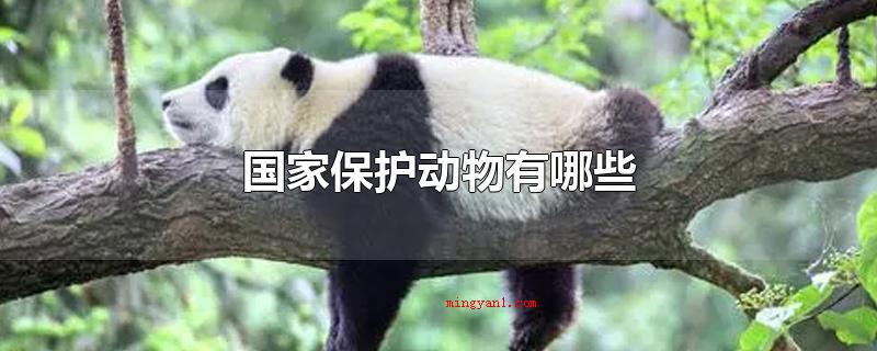 国家保护动物有哪些(国家一级保护动物有什么)