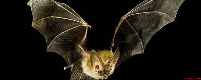 蝙蝠属于什么类动物（蝙蝠是唯一可以真真正翱翔的哺乳类动物）