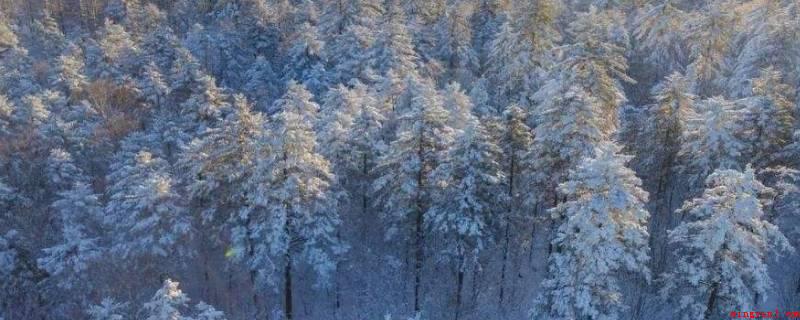 小兴安岭冬天的特点(小兴安岭地域,是我国关键用材林产业基地)
