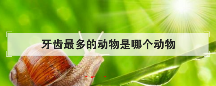 牙齿最多的动物是哪个动物(简略回应蜗牛是全世界牙齿较多的动物,有26000多个牙齿,牙)