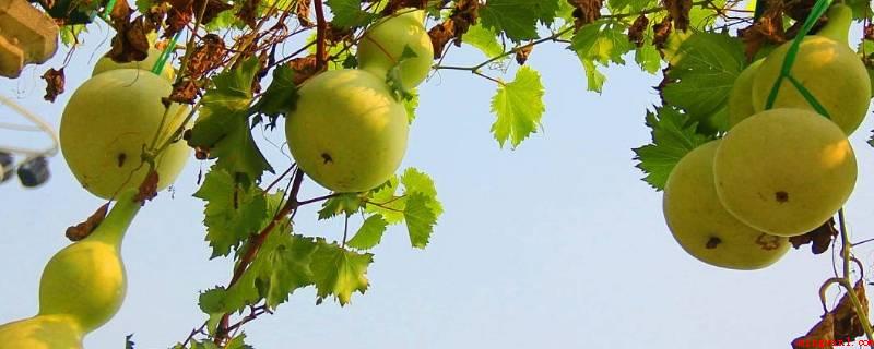 一什么葫芦藤(一条葫芦藤是一种葫芦科绿色植物)