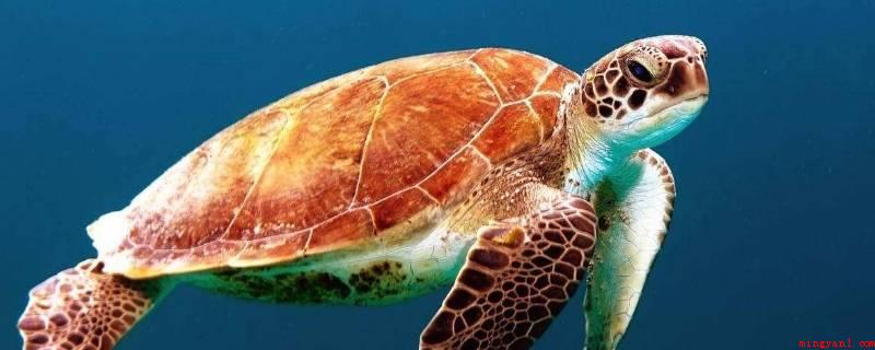 海里有什么动物(海中有海龟、福美来、鲸鱼、海狮、海豹等动物)