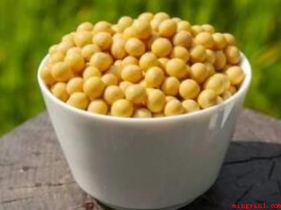 如何快速泡发黄豆(大豆属绿色植物,原产地于我国,世界各国皆有栽种)