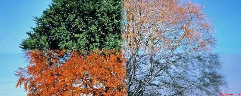 一年四季的特点(春天的温度、日照、降水,处在一年中的大转折,绿色植物出芽,风)