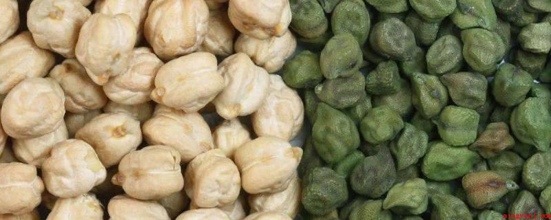 鹰嘴豆是豌豆吗（鹰嘴豆的青嫩豆粒、嫩叶均可作蔬菜水果）