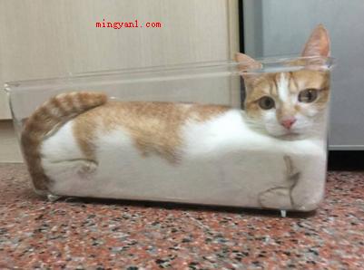 为什么猫咪能像液体一样缩在小盒子里?(猫猫看上去十分绵软,有时小饭盒、小茶杯都能钻进去)